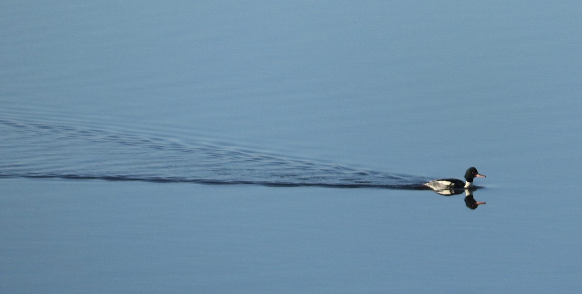 Tarakdiş - ML647456923