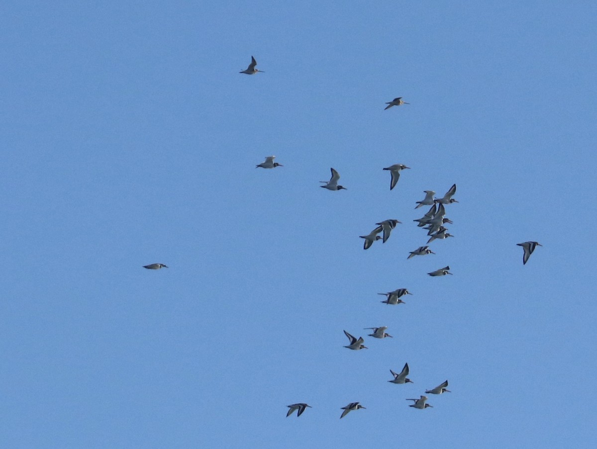 Poyrazkuşu - ML647456925