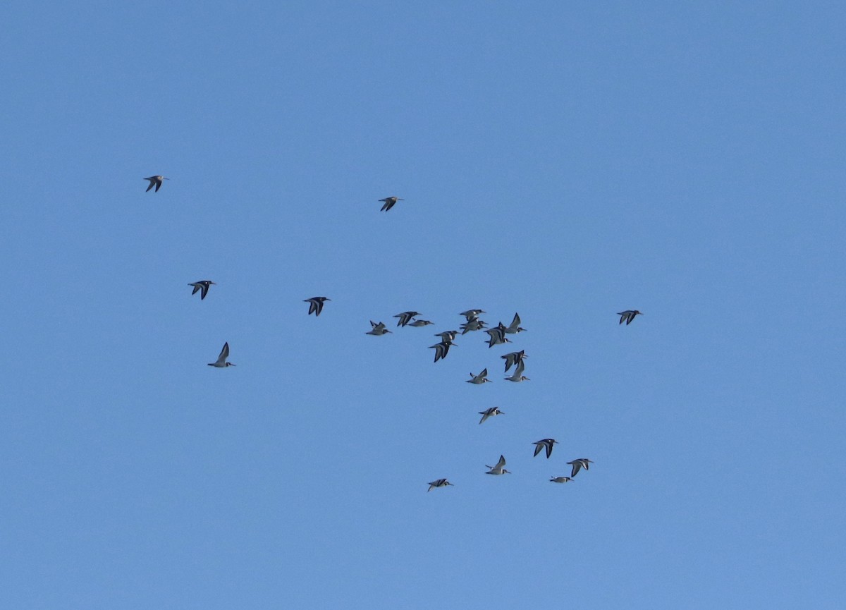 Poyrazkuşu - ML647456926