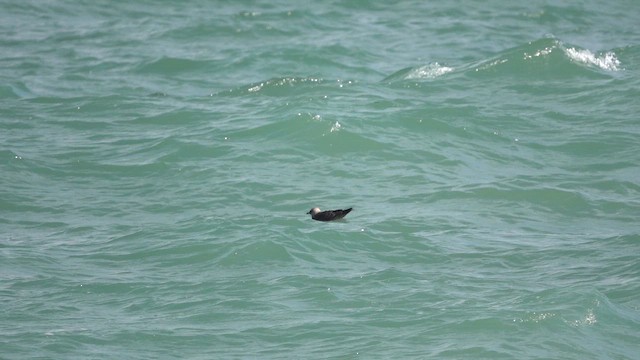 Marikaka isatsluzea - ML647456927