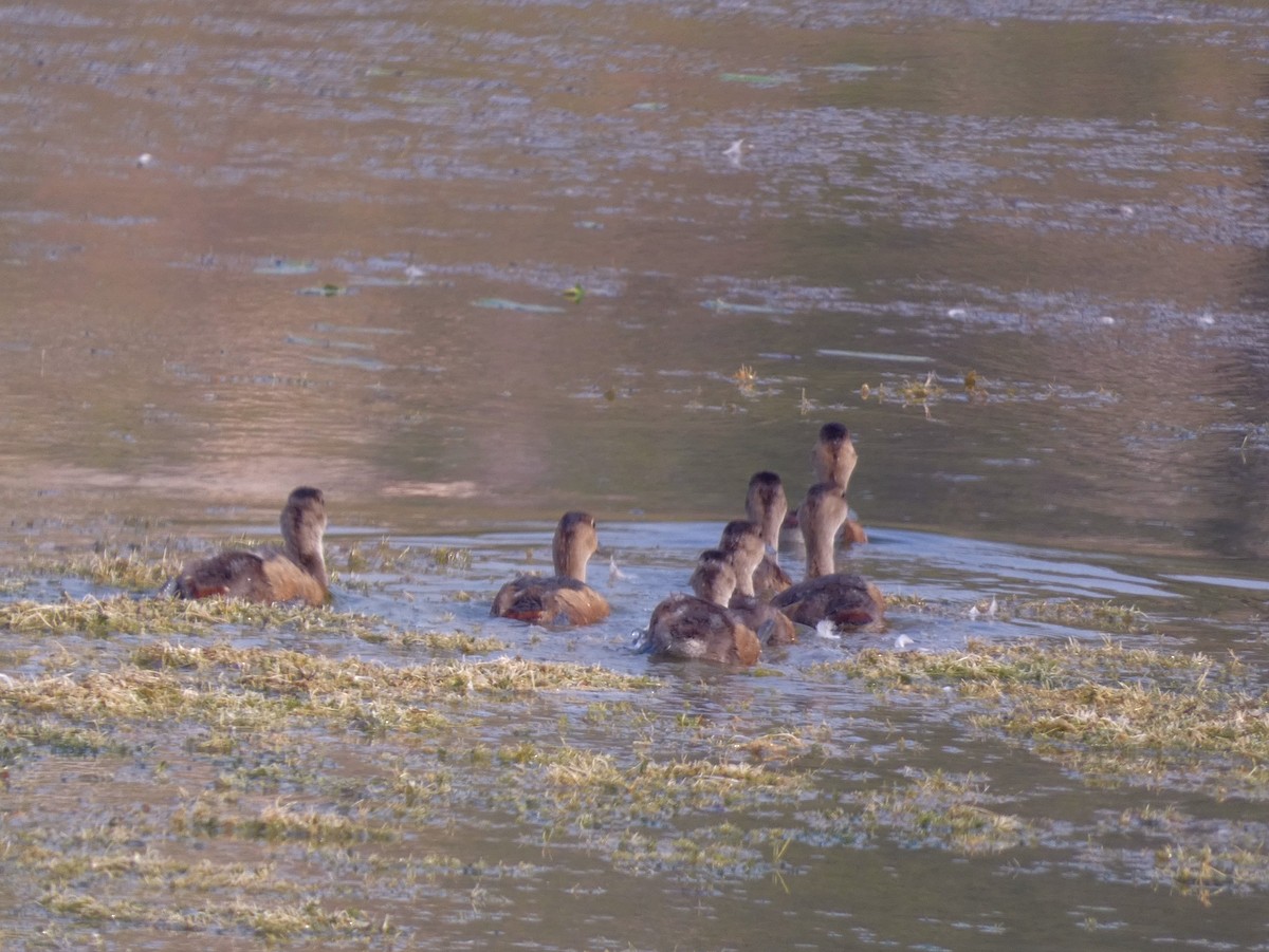 Cava Islıkçı Ördeği - ML647456931