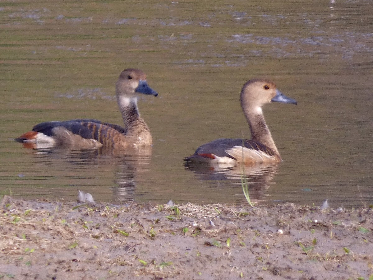 Cava Islıkçı Ördeği - ML647456932