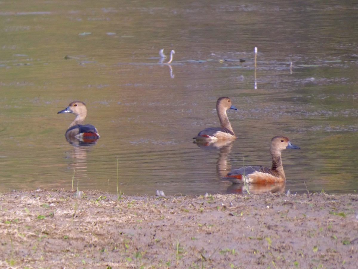 Cava Islıkçı Ördeği - ML647456933