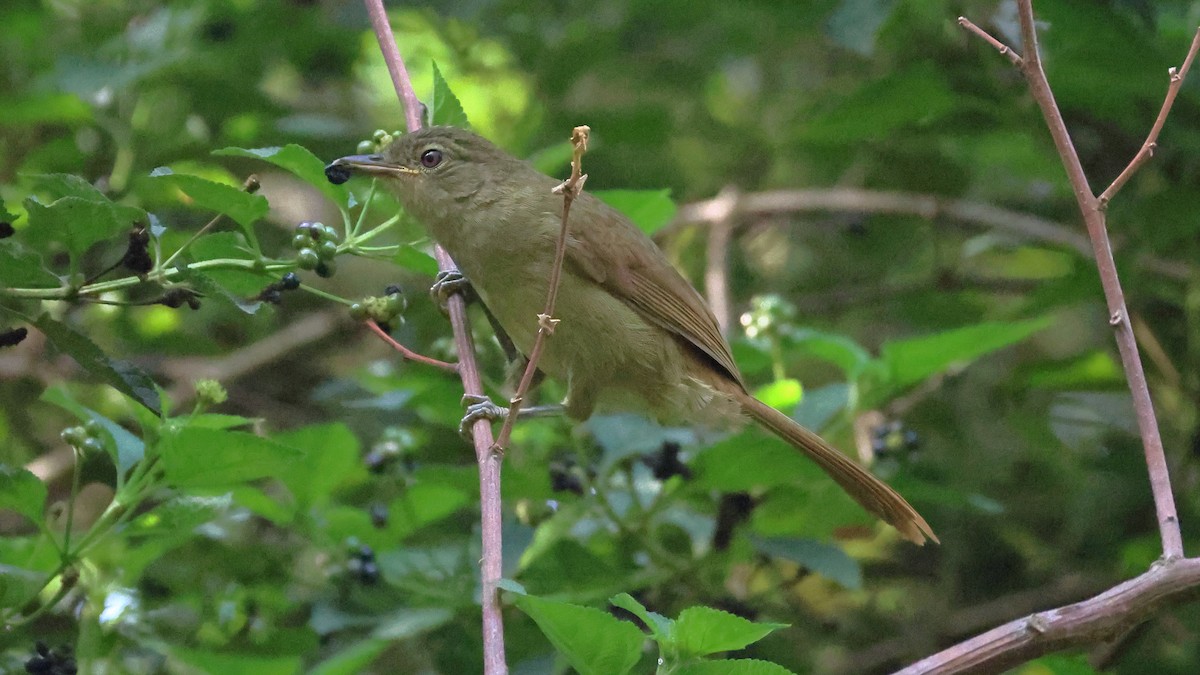 Cabanis Yaprakbülbülü - ML647456938