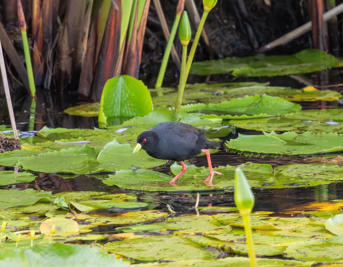 Kara Afrika Yelvesi - ML647456939