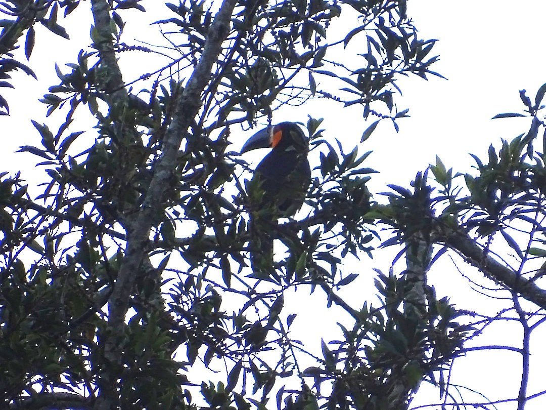 Oluk Gagalı Tukan - ML647456940