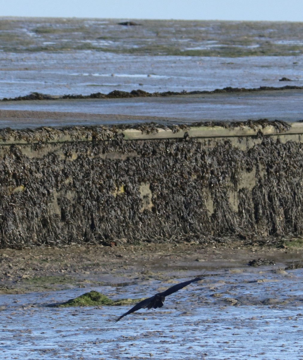 Kara Leş Kargası - ML647456941