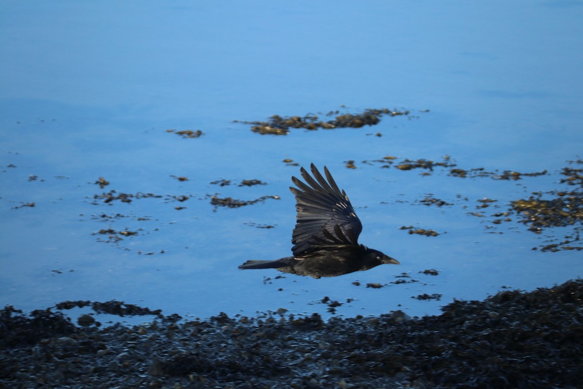 Kara Leş Kargası - ML647456942