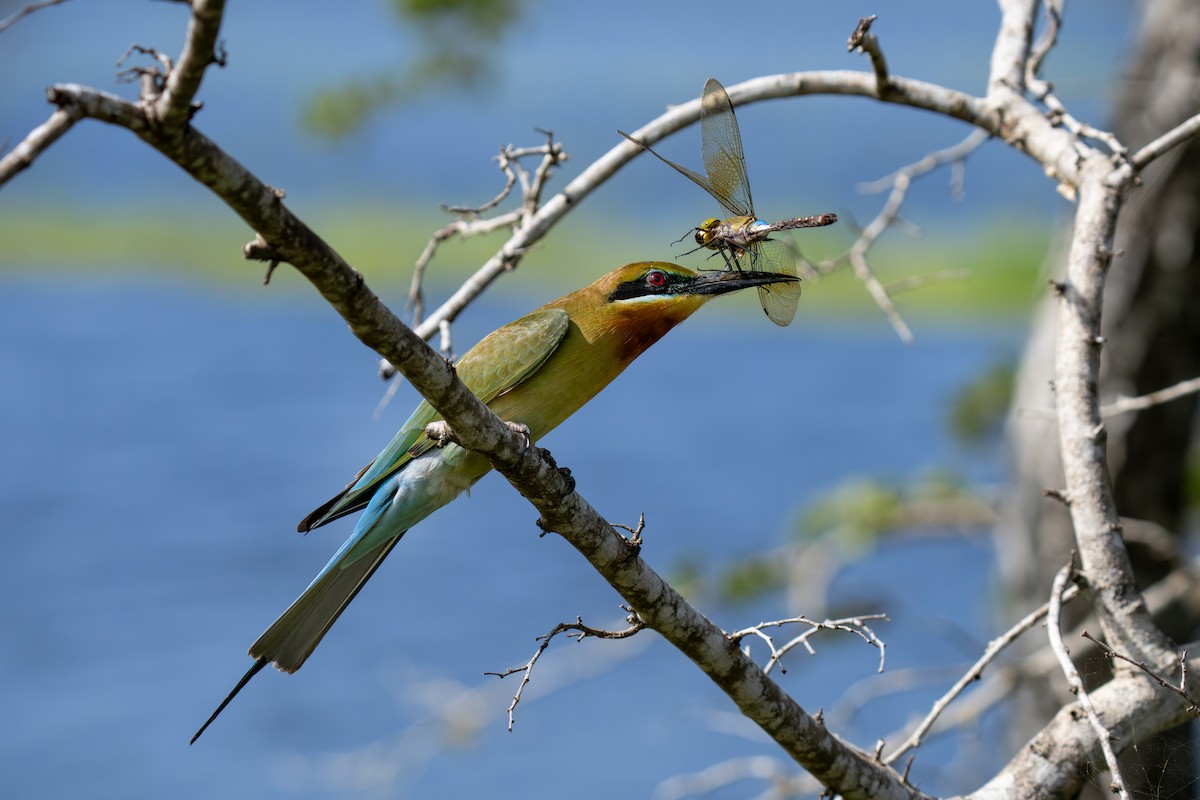 Mavi Kuyruklu Arıkuşu - ML647456943