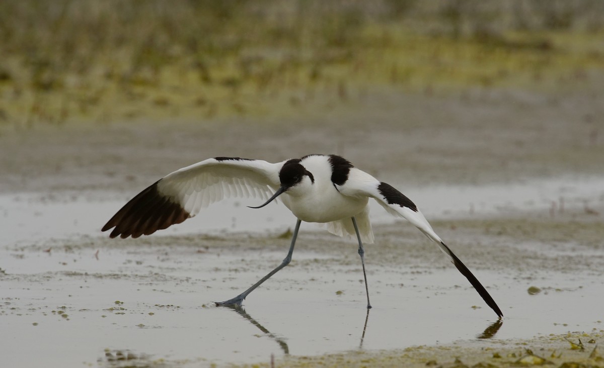 Kılıçgaga - ML647456948