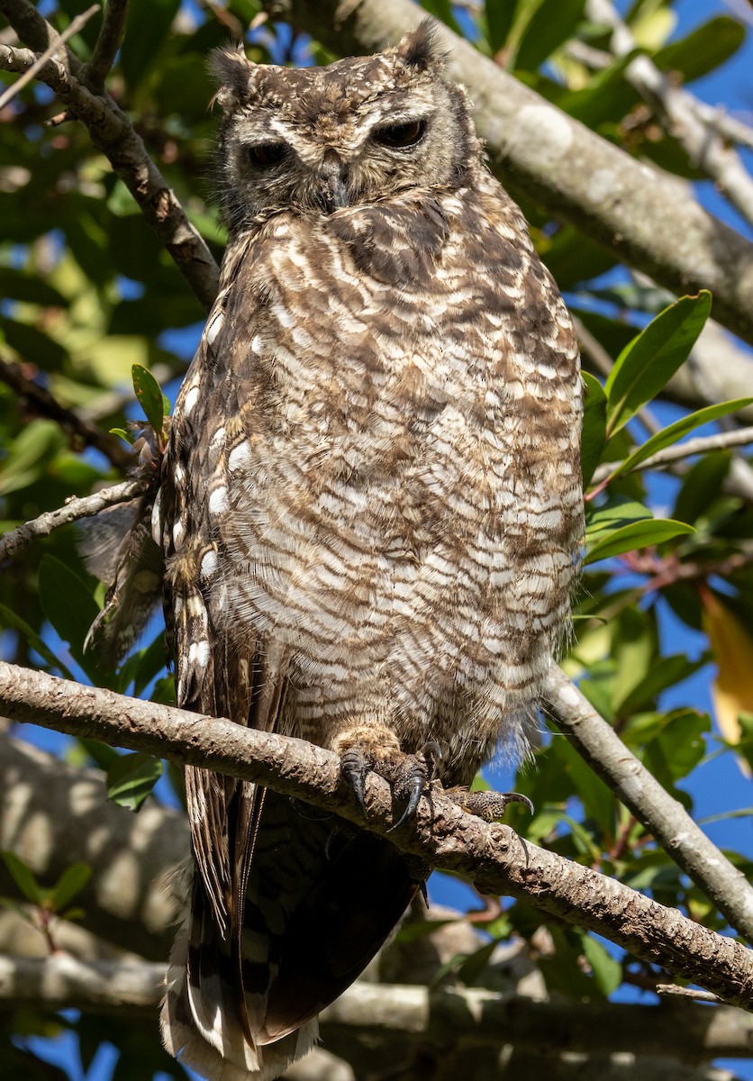 Spotted Eagle-Owl - ML647456949