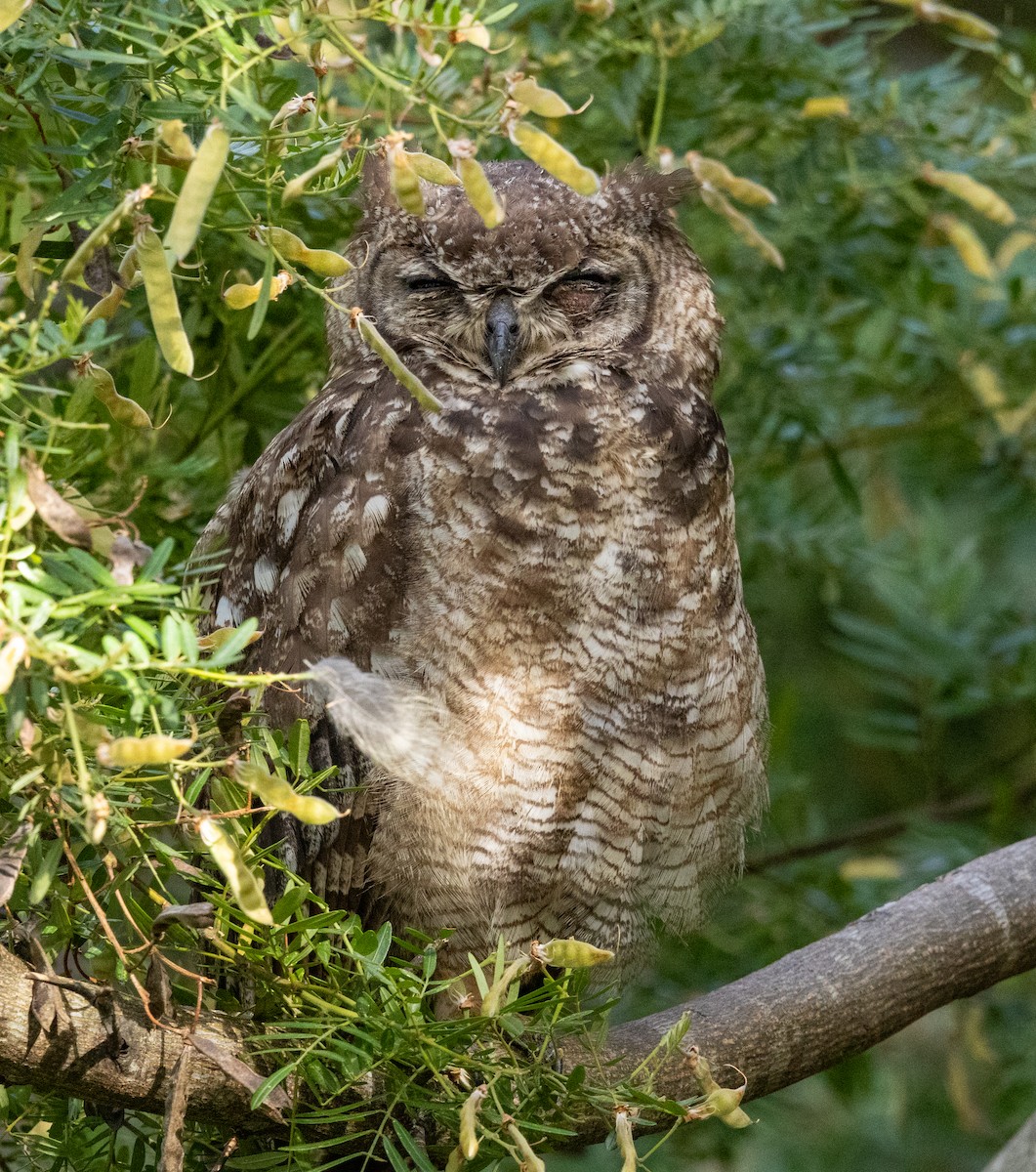 Spotted Eagle-Owl - ML647456951