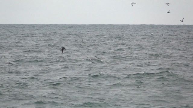 Поморник довгохвостий - ML647456952