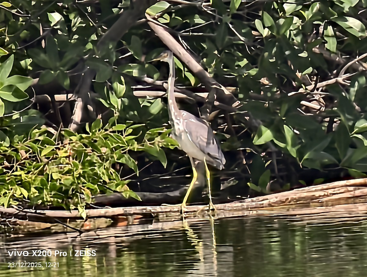 Koartzatxo hirukolorea - ML647456954