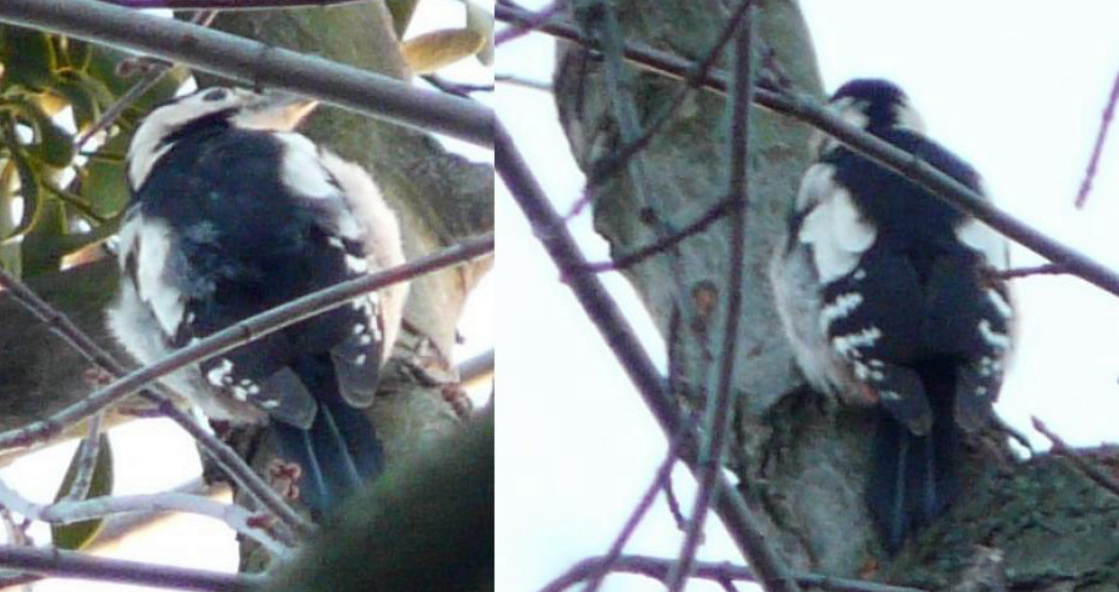 Okil siriarra - ML647456958