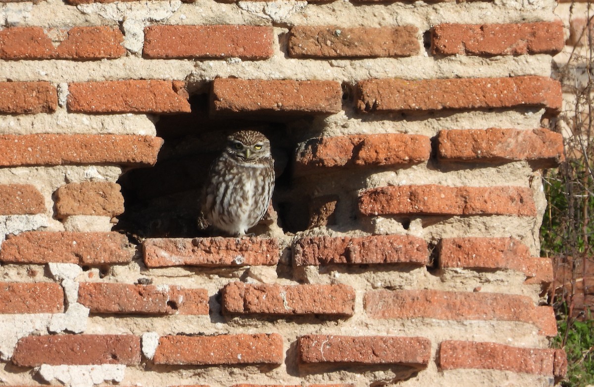 Mozolo arrunta - ML647456959