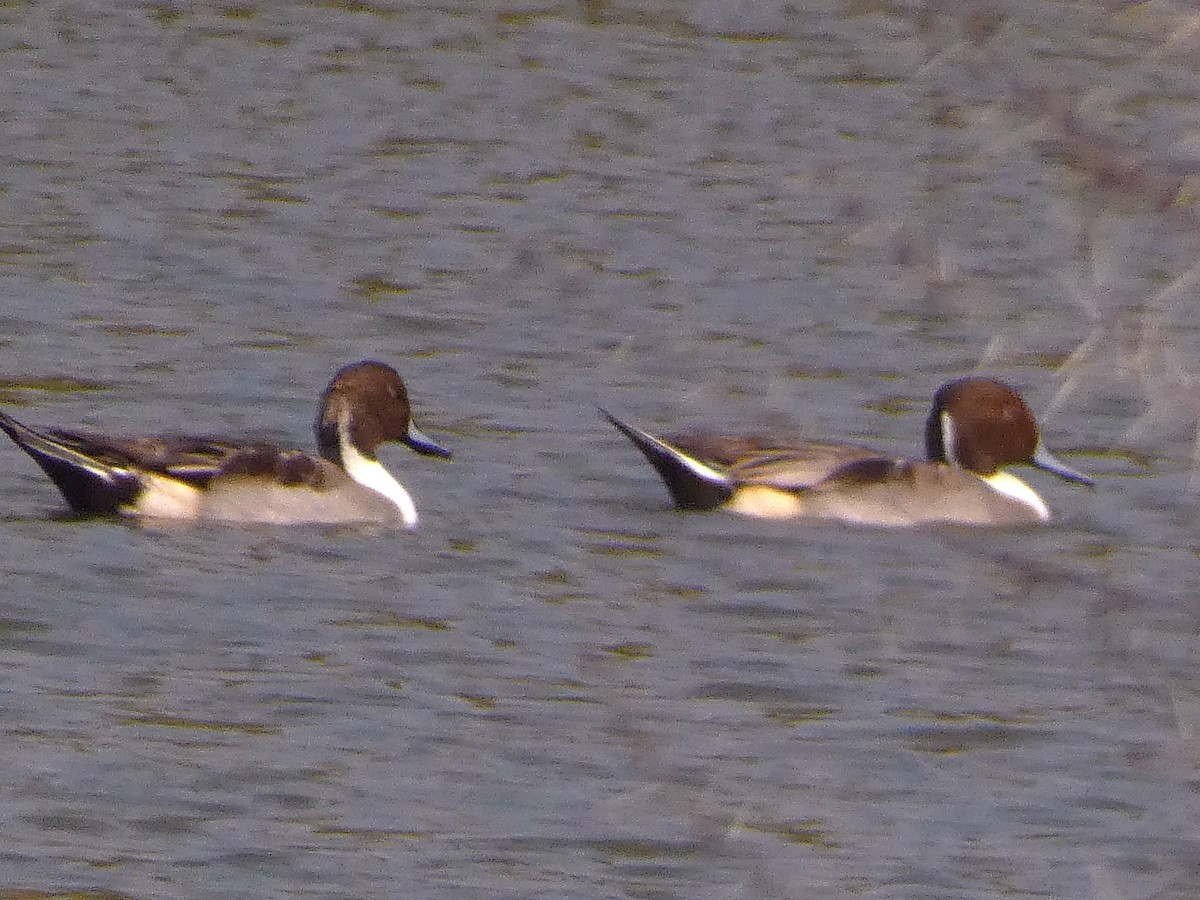 Ahate buztanluzea - ML647456960