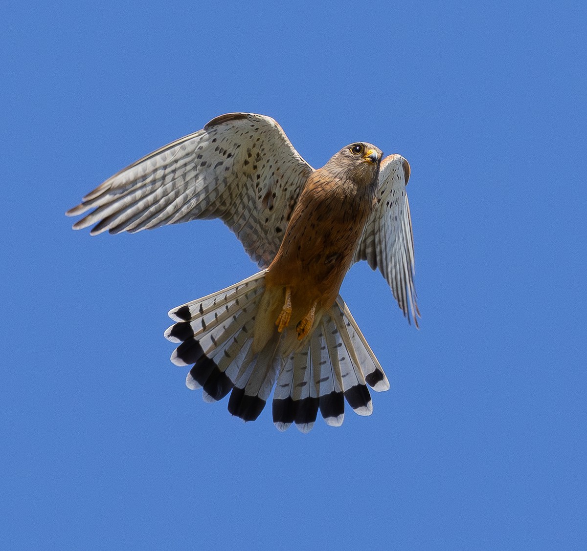 Rock Kestrel - ML647456961