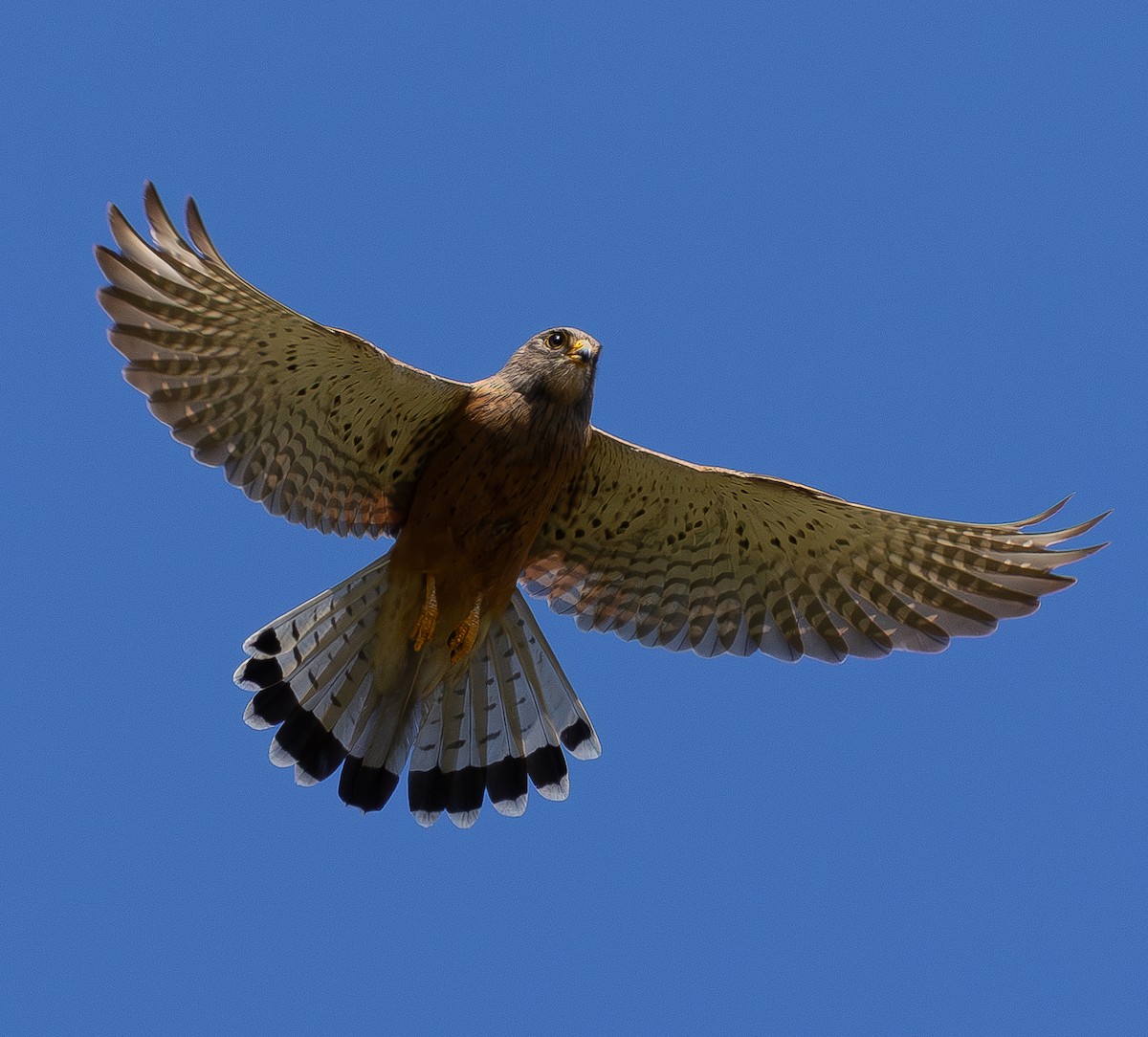 Rock Kestrel - ML647456962