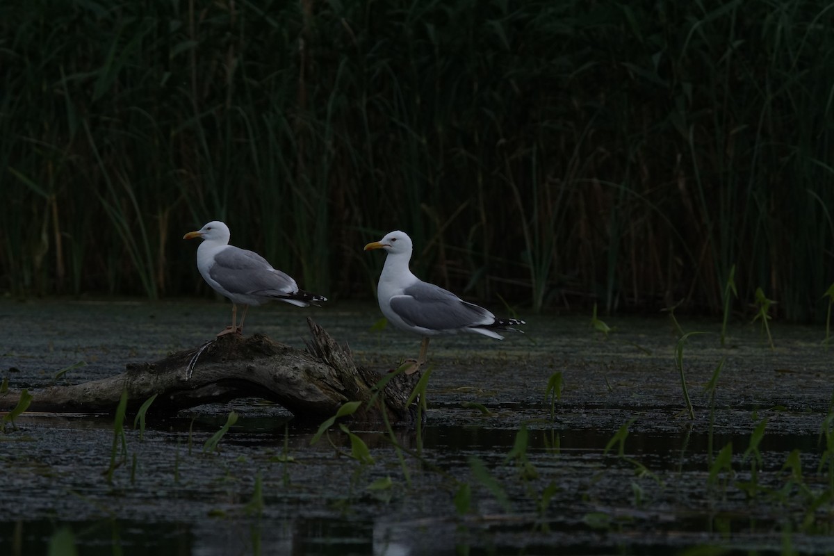 Kaio kaspiarra - ML647456963