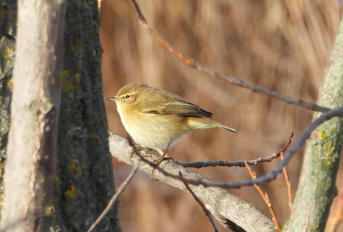 Txio arrunta - ML647456964