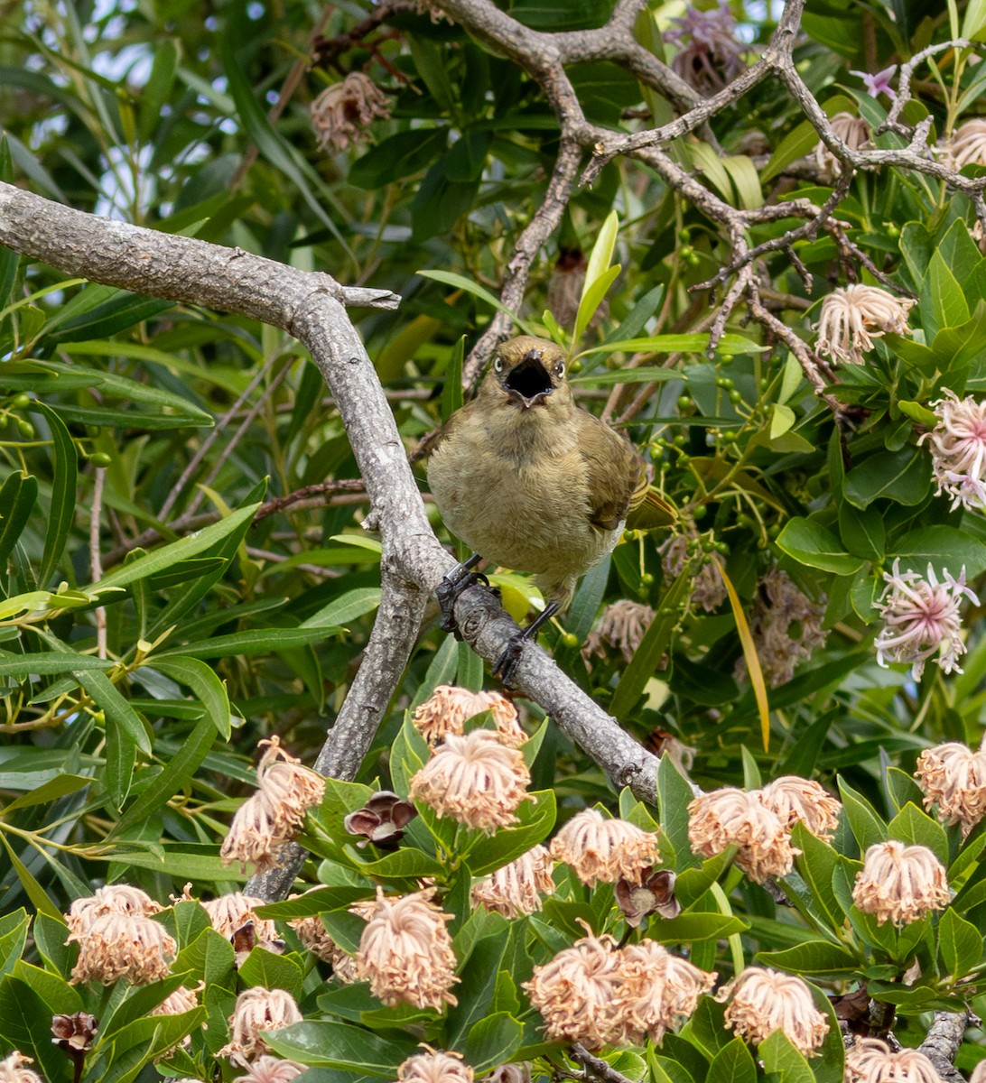 Sombre Greenbul - ML647456965