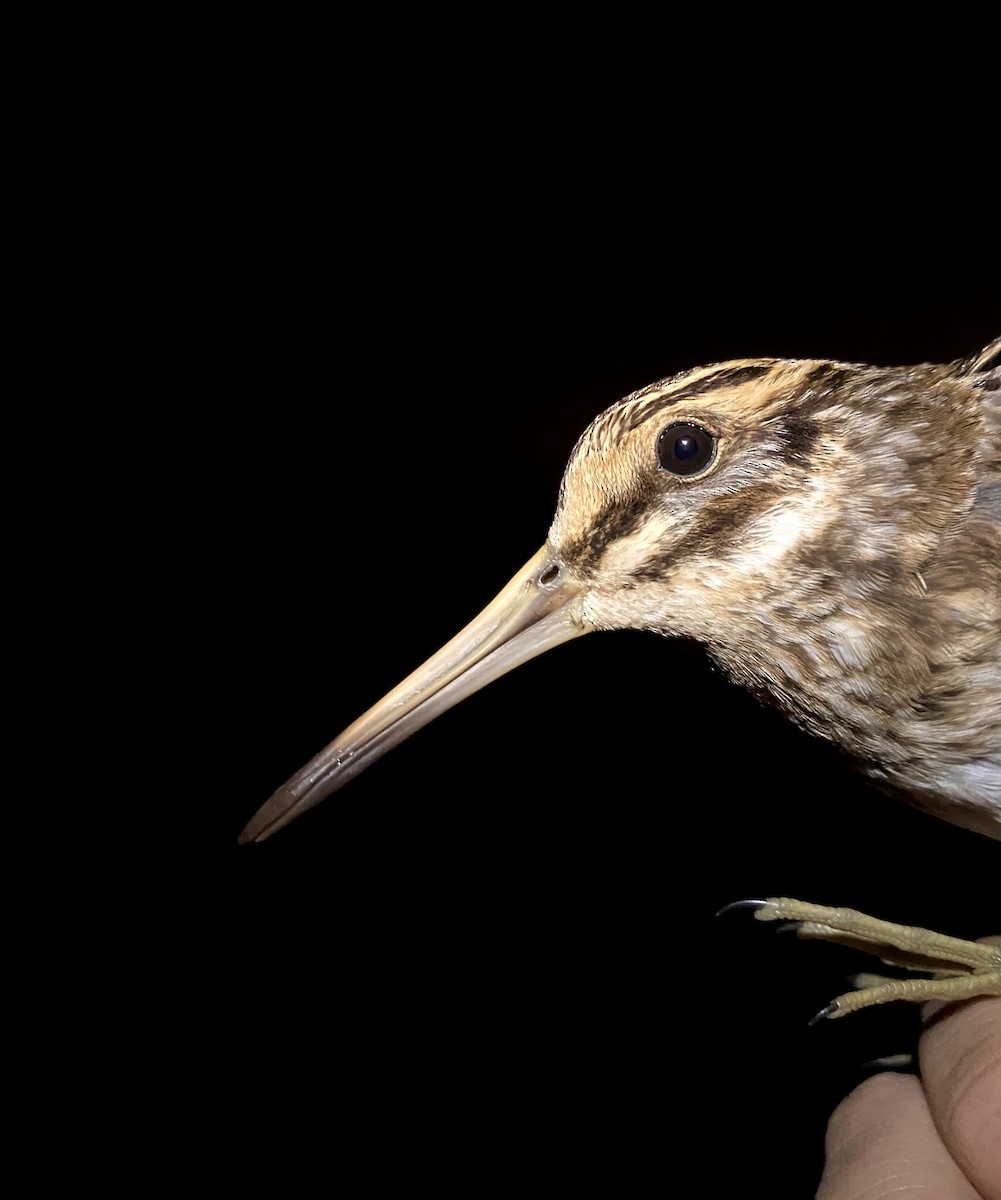 Istingor txikia - ML647456966