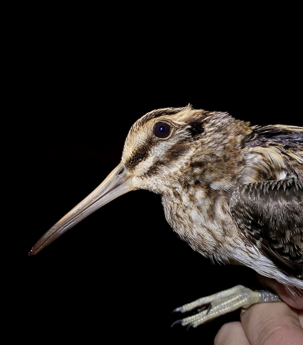 Istingor txikia - ML647456968