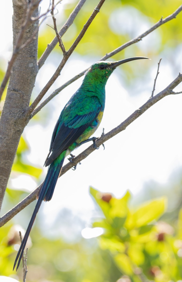 Malachite Sunbird - ML647456969