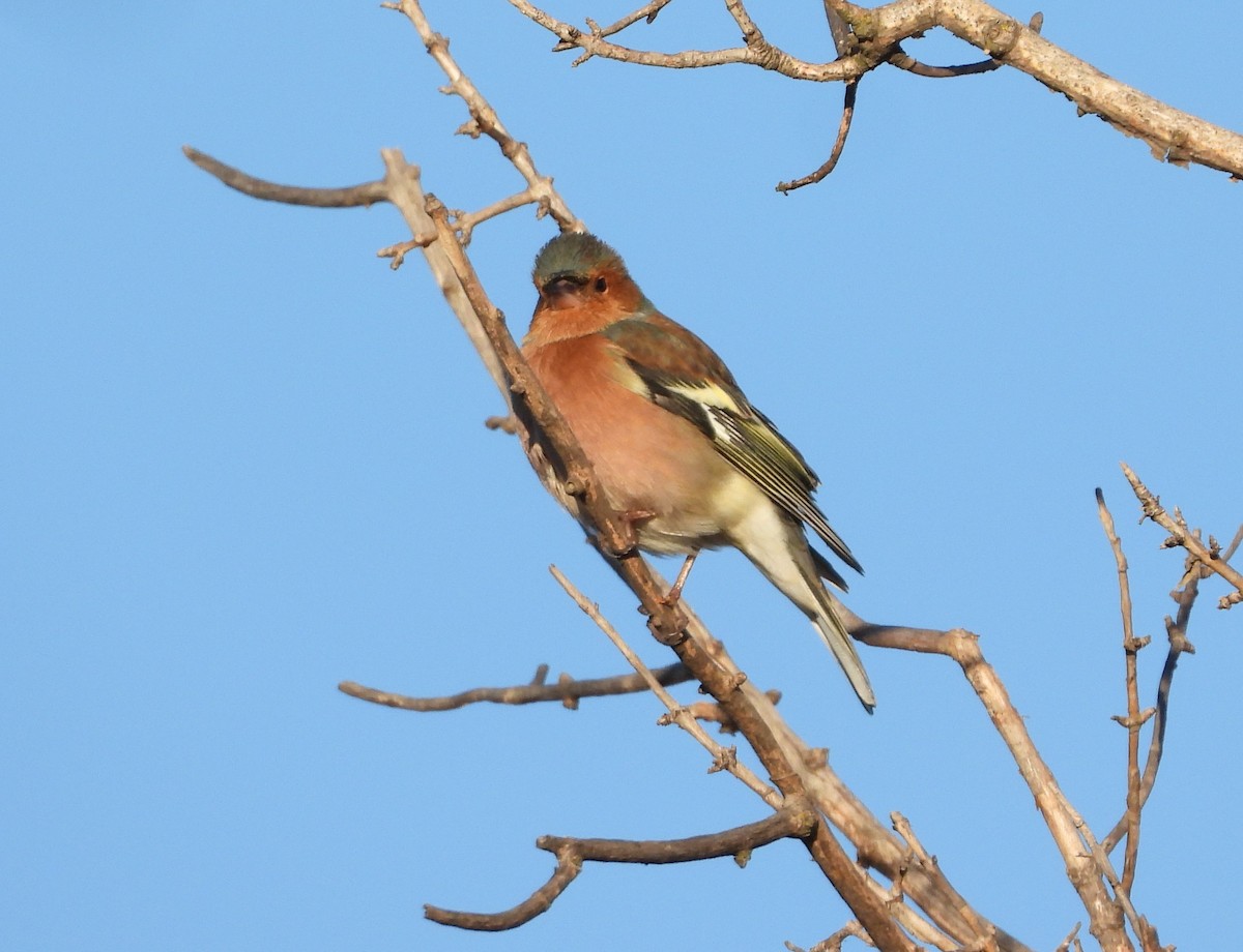 Txonta arrunta - ML647456971