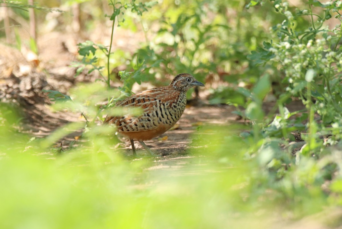 Barred Buttonquail - ML647456972
