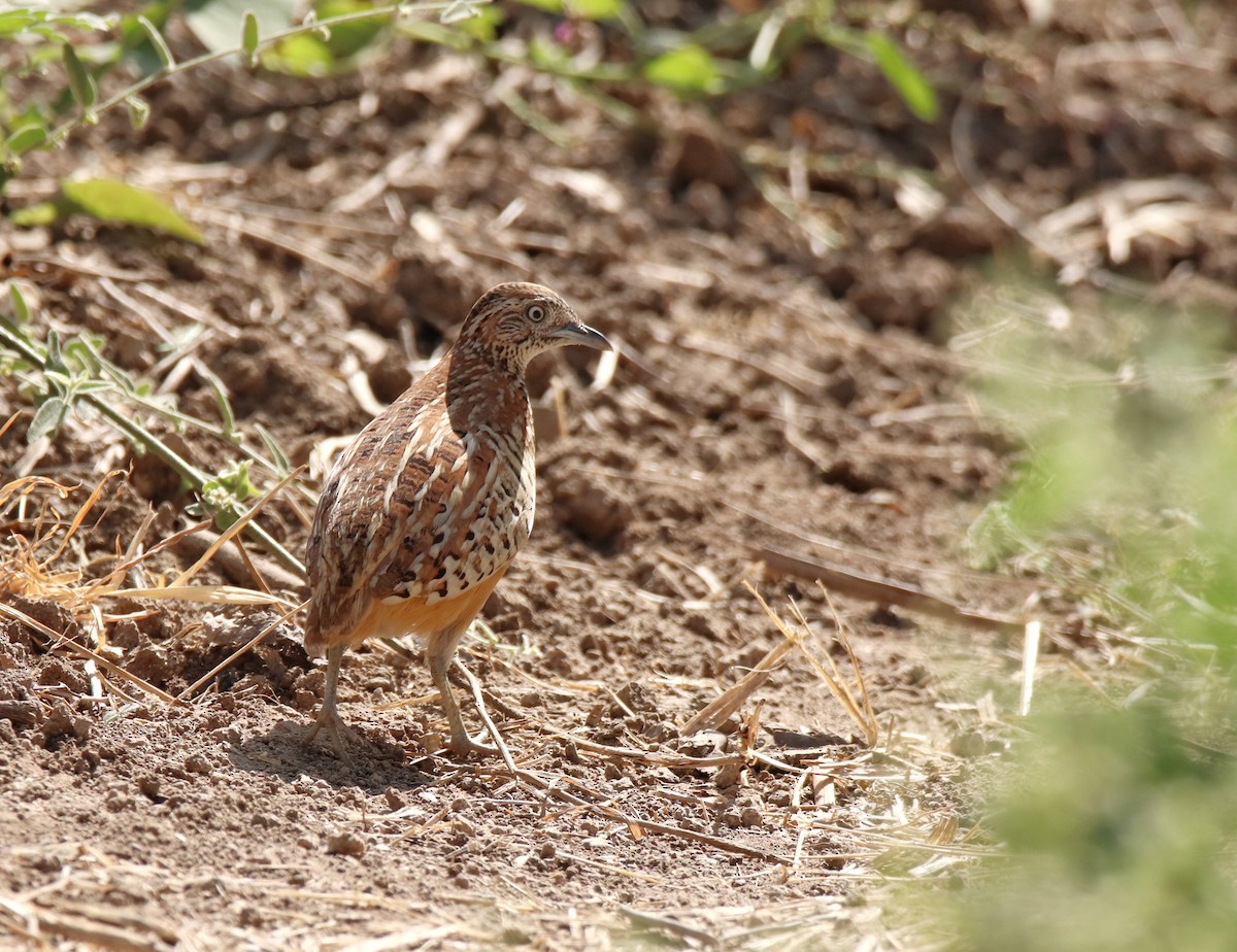 Barred Buttonquail - ML647456973