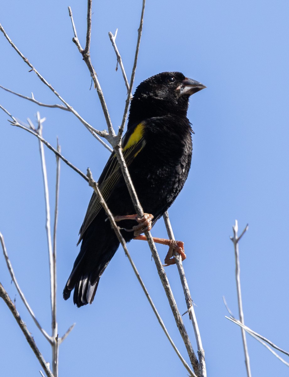 Yellow Bishop - ML647456974
