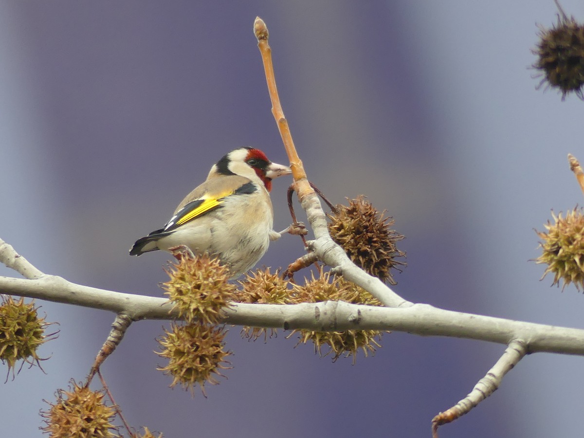 Kardantxiloa - ML647456975