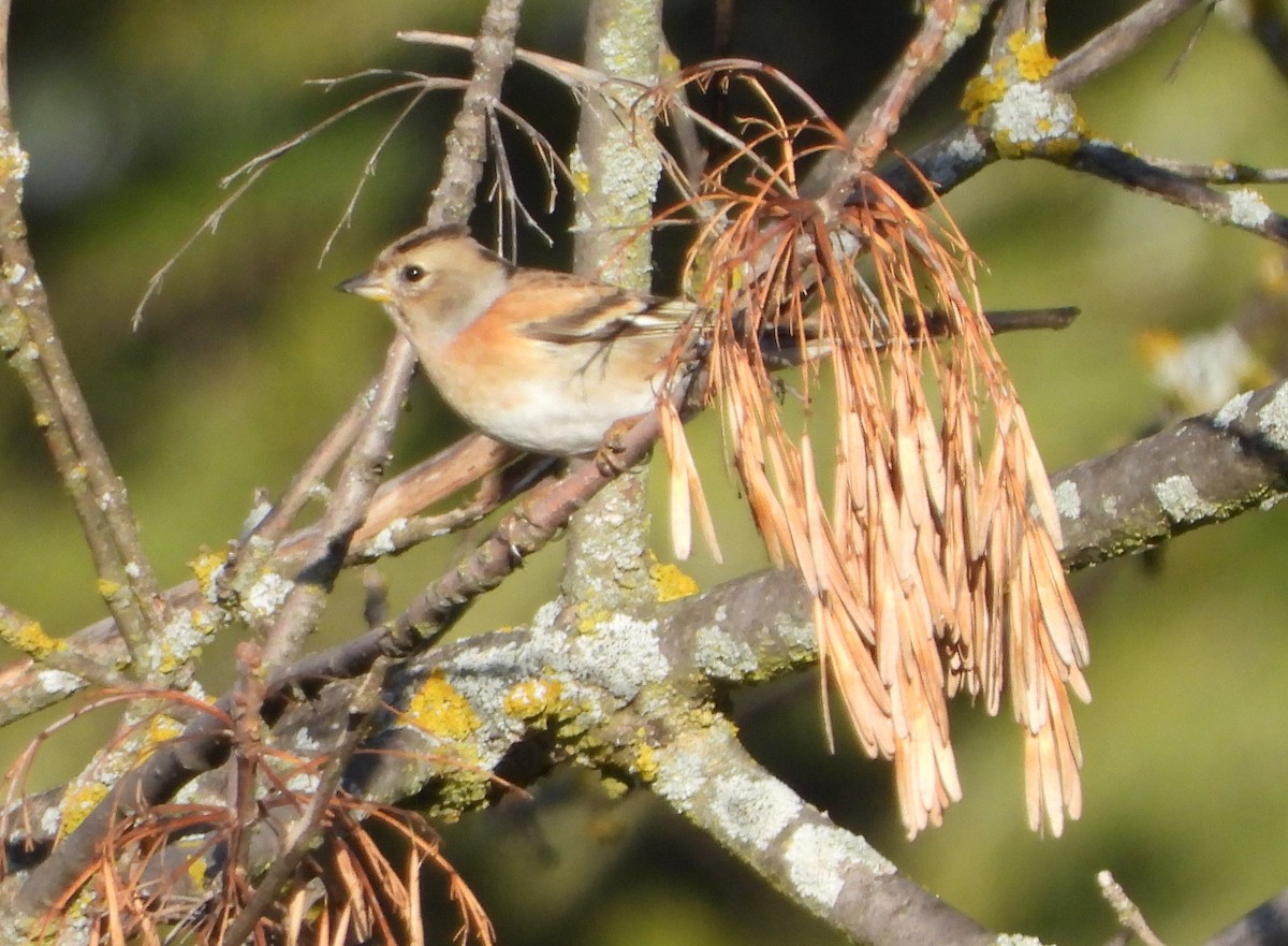 Negu-txonta - ML647456976