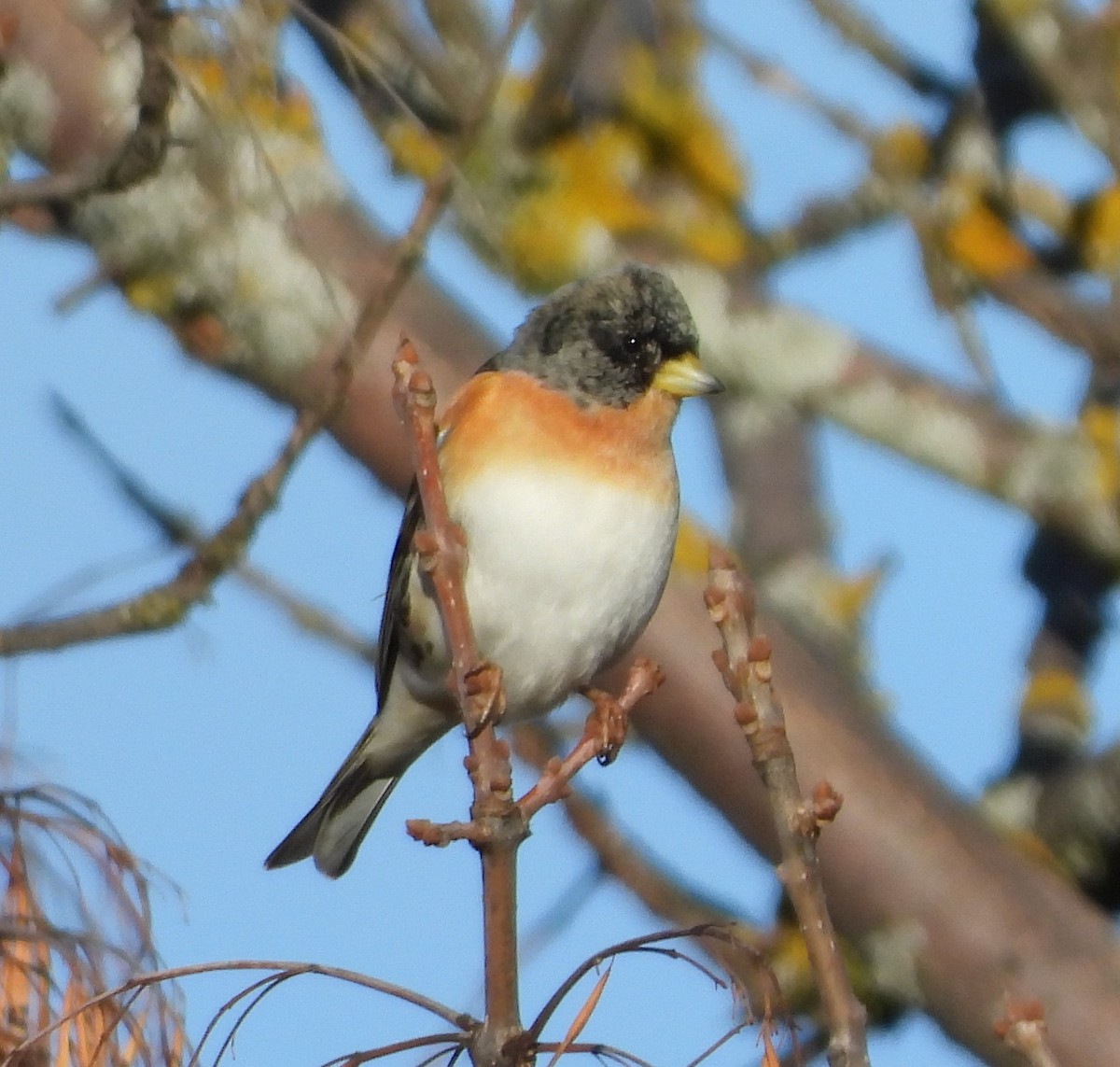 Negu-txonta - ML647456977