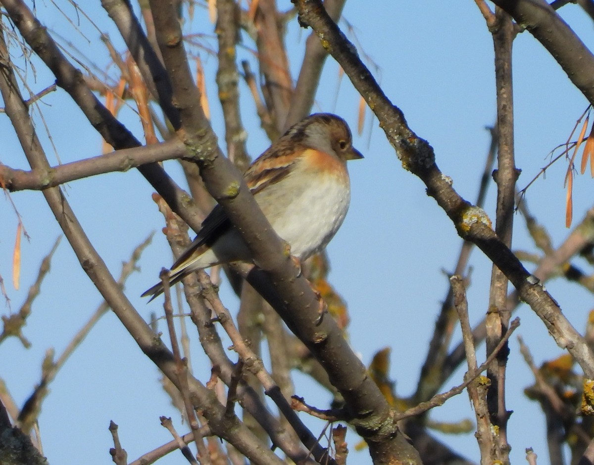 Negu-txonta - ML647456978