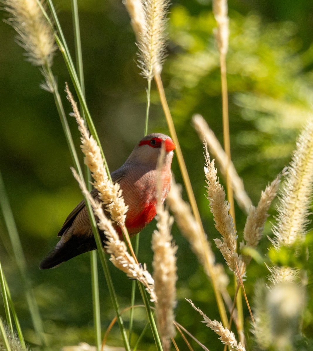 Estrilda mokogorria - ML647456979