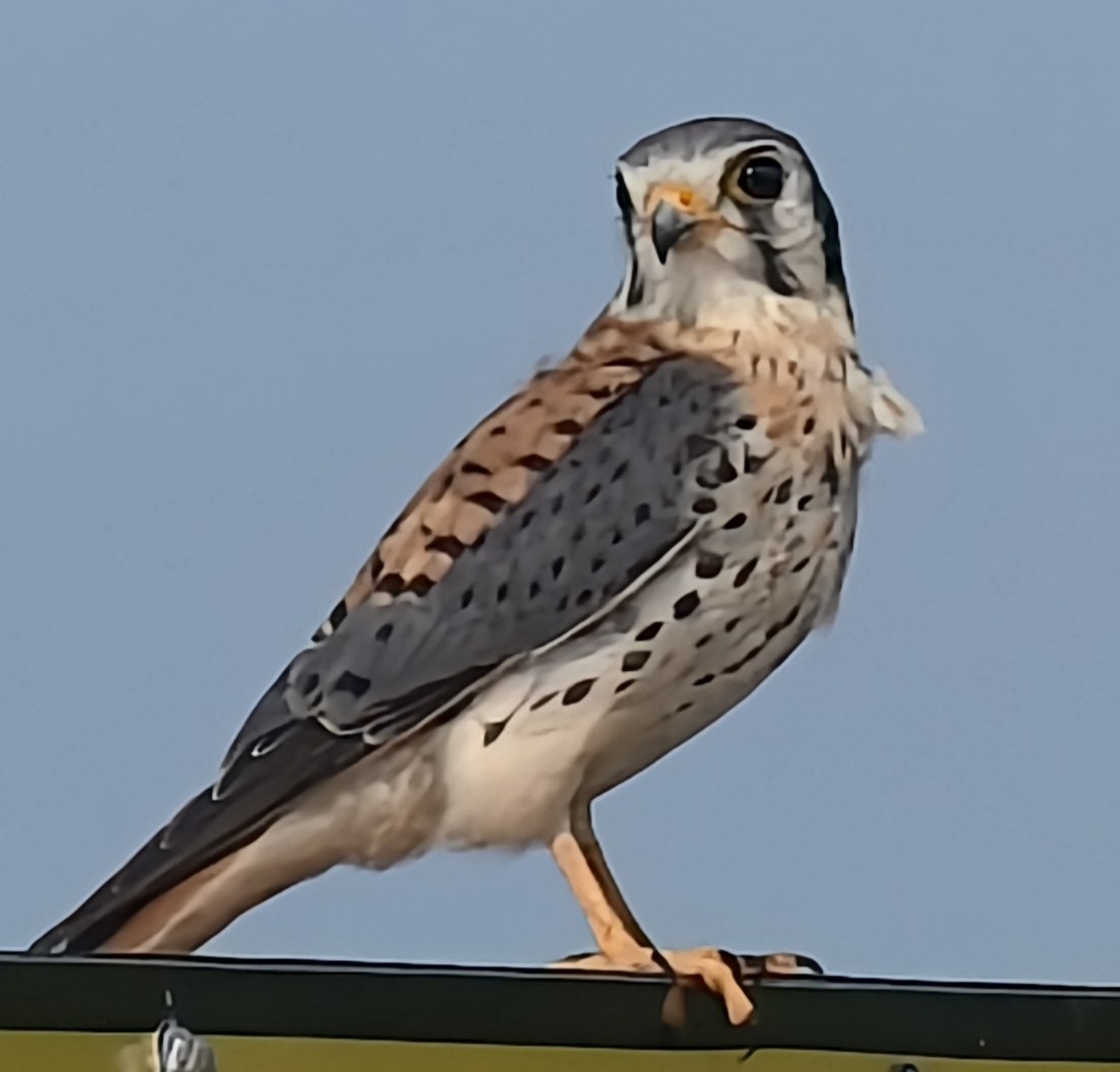 Belatz amerikarra - ML647456980