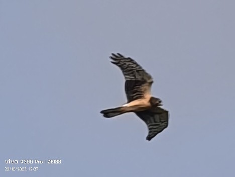 Northern Harrier - ML647456981