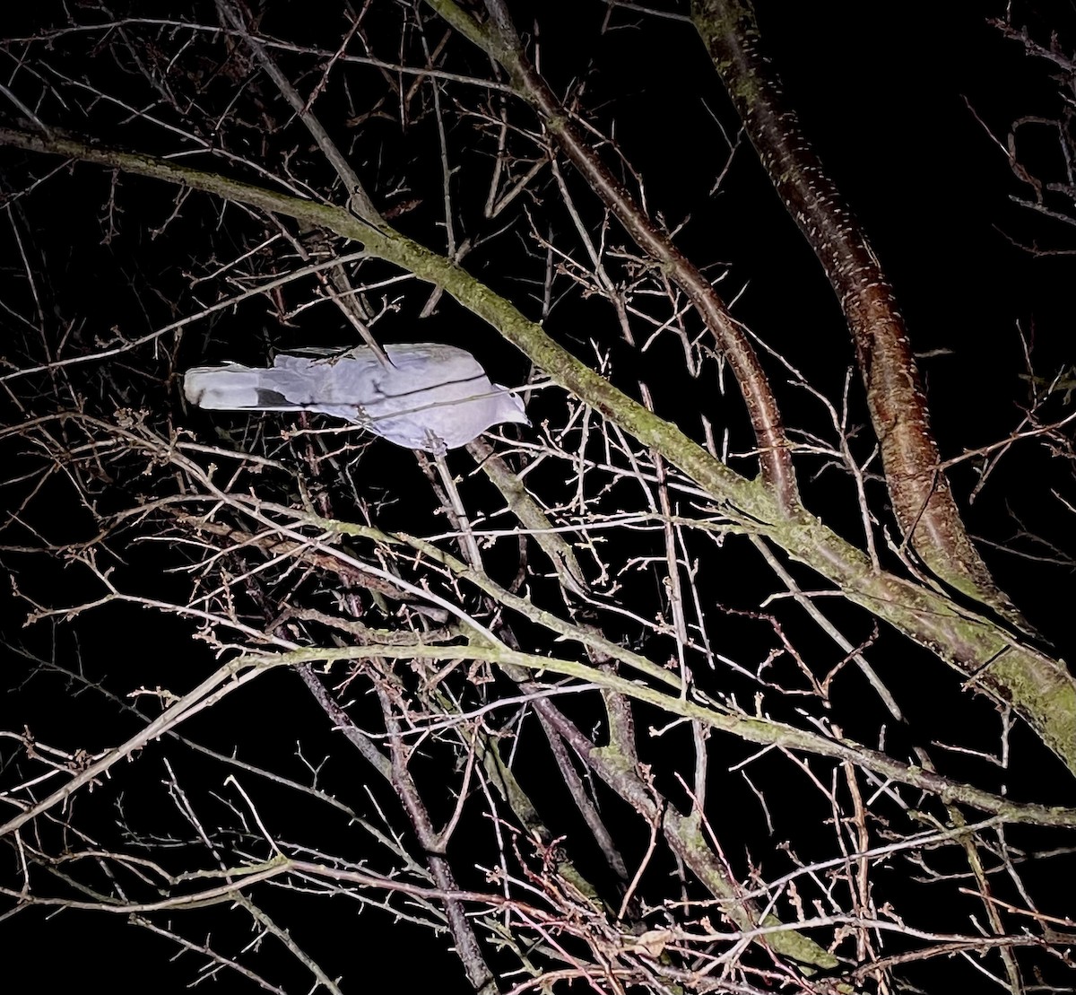 Eurasian Collared-Dove - ML647456982