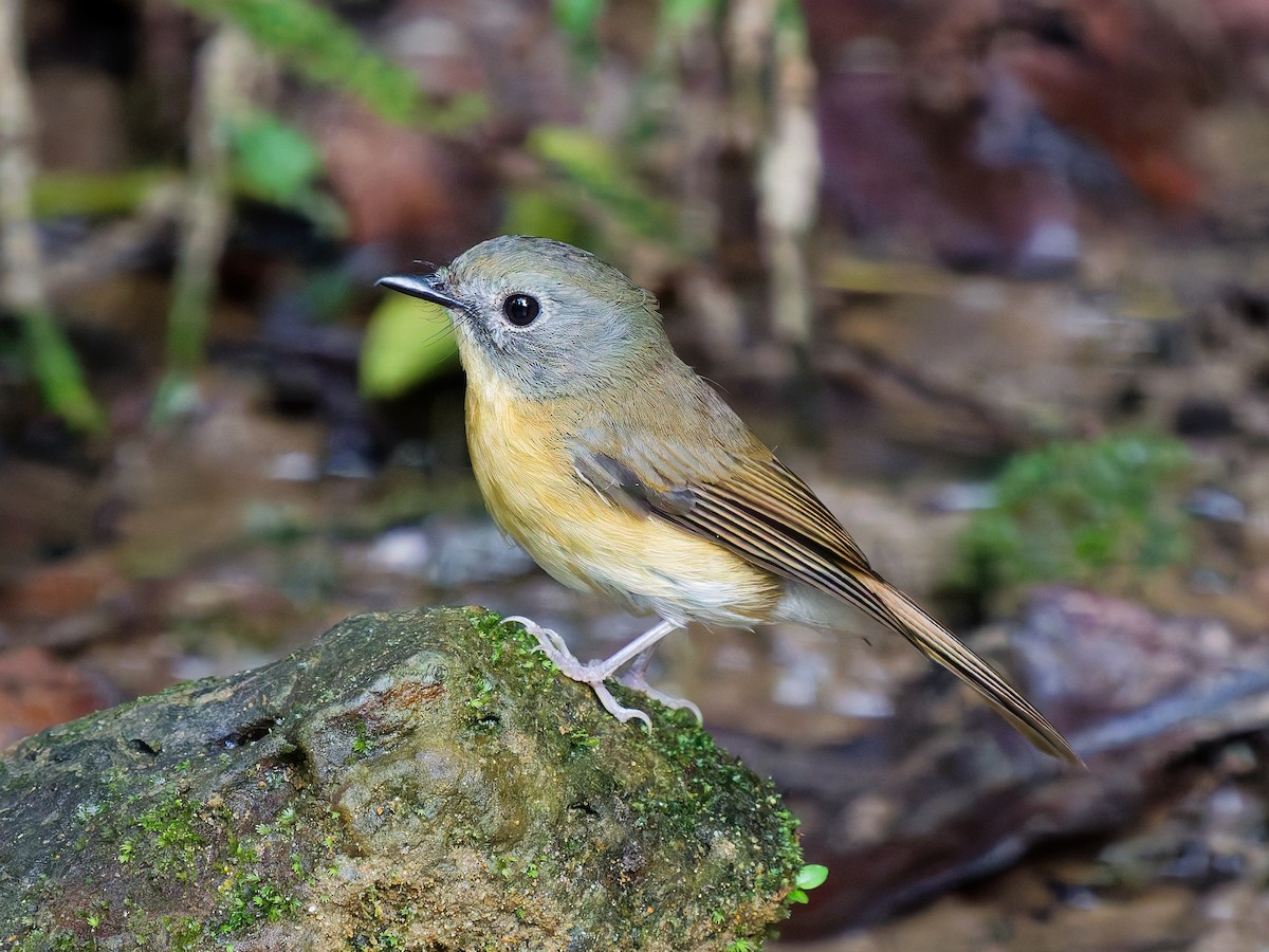 Pale-chinned Flycatcher - ML647456985