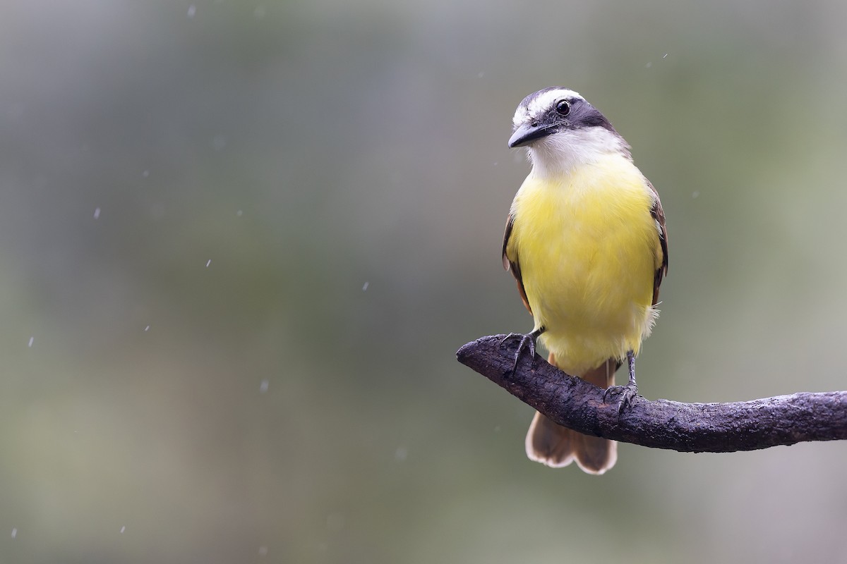 Great Kiskadee - ML647456986