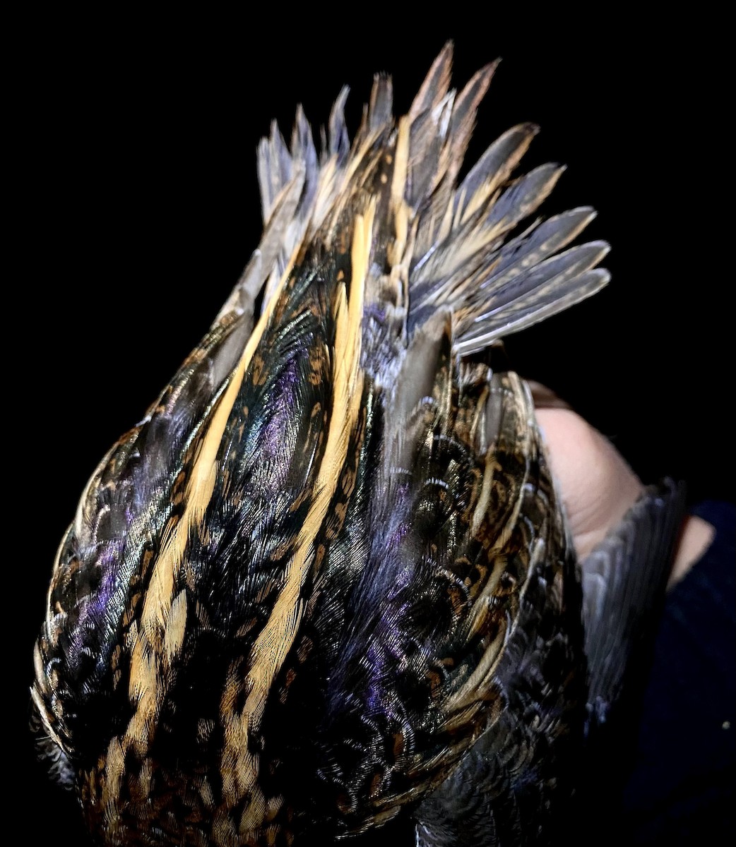 Jack Snipe - ML647456988