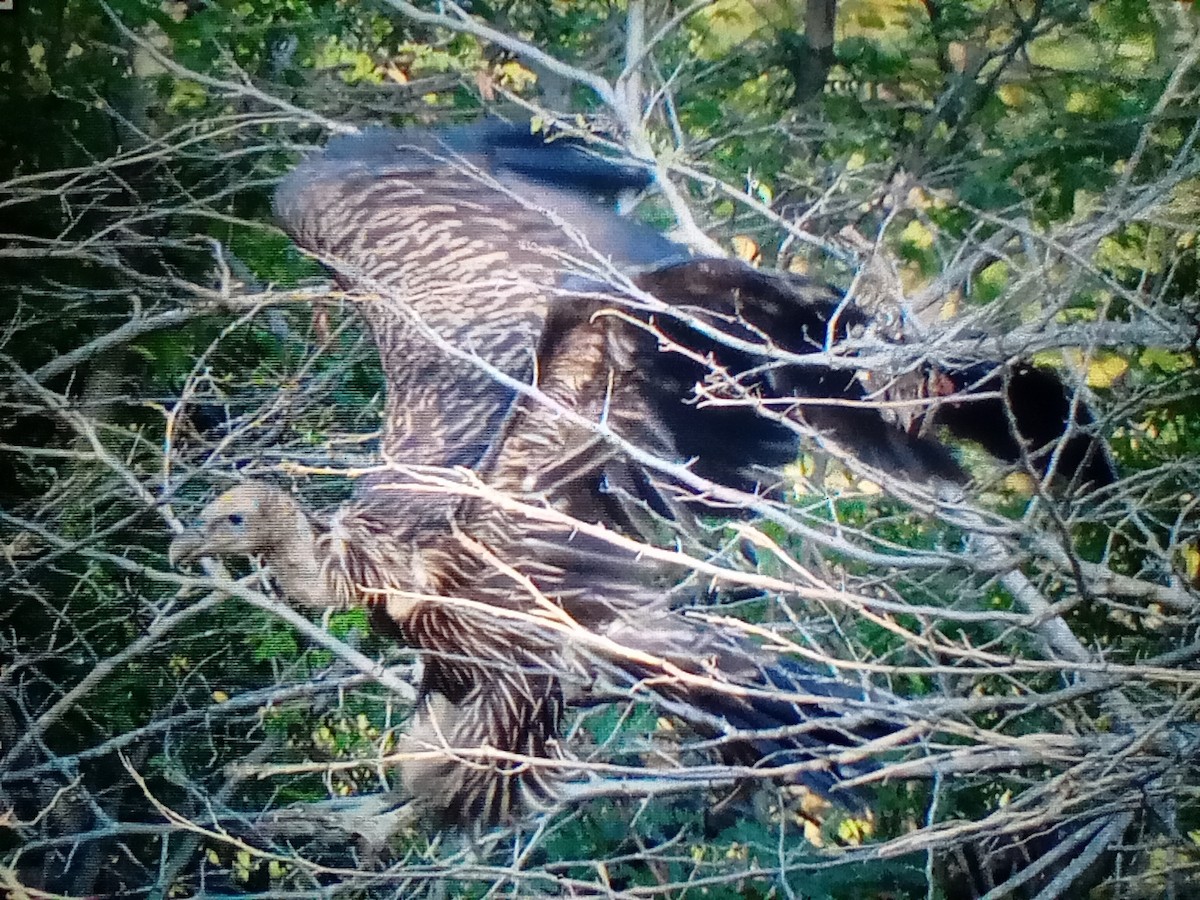 Vautour de l'Himalaya - ML647456989