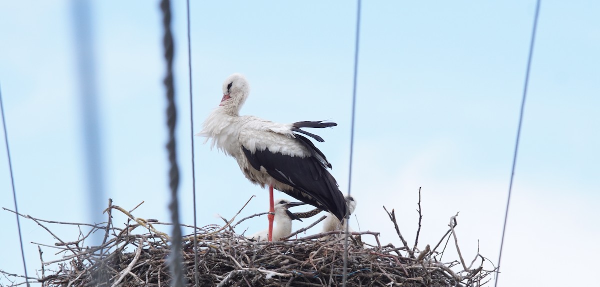 White Stork - ML647456990