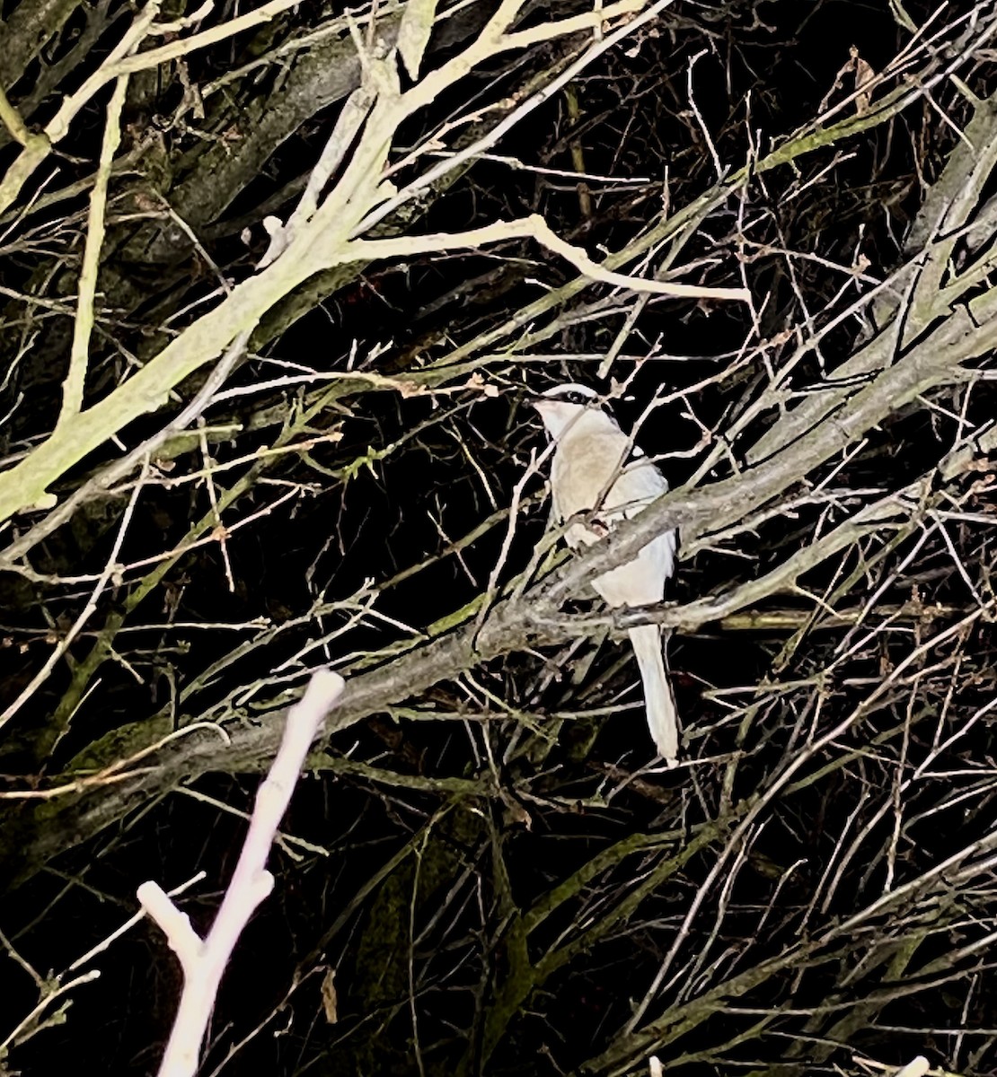 Great Gray Shrike - ML647456991