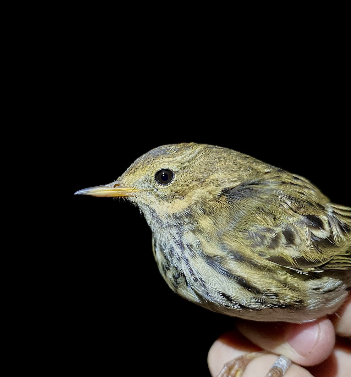 Meadow Pipit - ML647456992