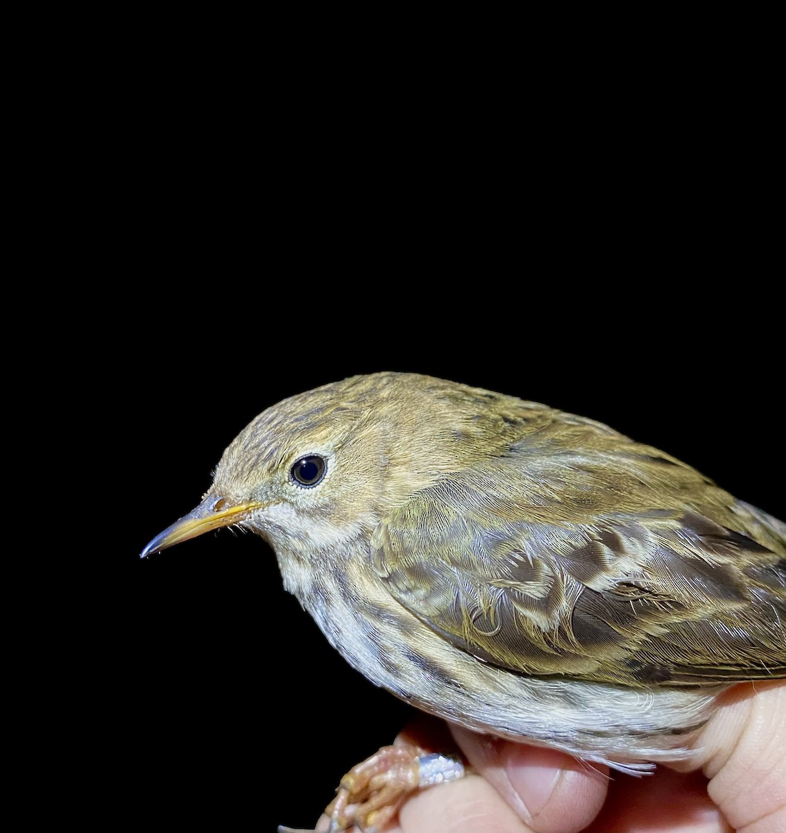 Meadow Pipit - ML647456993