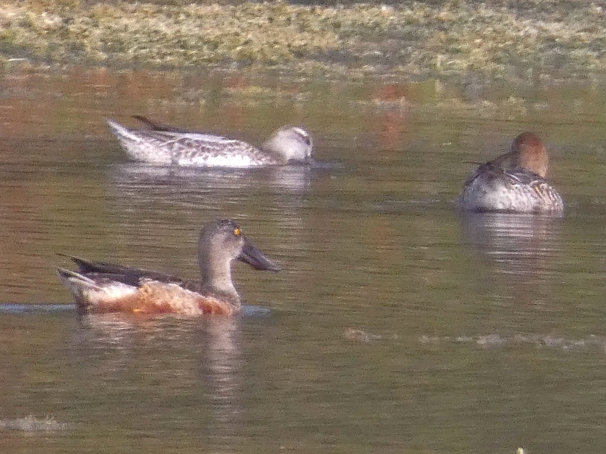 Northern Shoveler - ML647456994